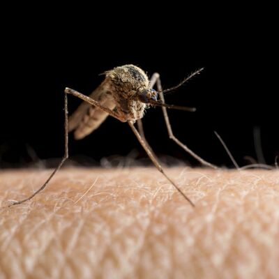 Najopasnije biće na zemlji je komarac: Godišnje zbog njega 725.000 ljudi izgubi život!