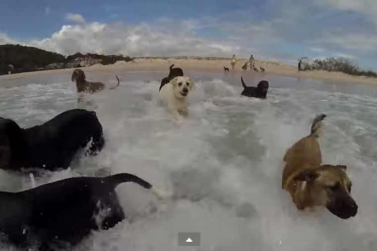Oduševiće vas: Srećni psi u ritmu Farela Vilijamsa! (VIDEO)