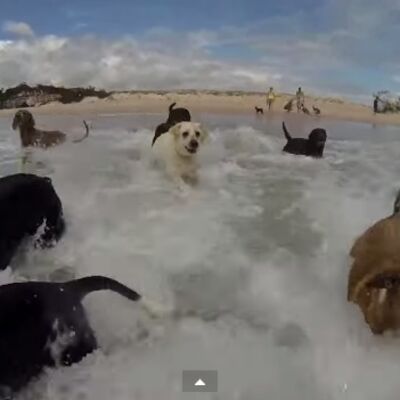 Oduševiće vas: Srećni psi u ritmu Farela Vilijamsa! (VIDEO)