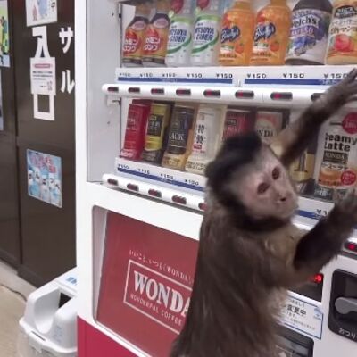 Nećete verovati svojim očima: Majmun kupuje sok iz automata! (VIDEO)