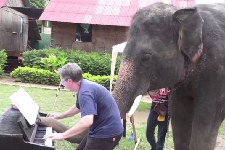 Oduševiće vas: Muzika, pijanista i slon koji svira klavir i đuska u ritmu (VIDEO)