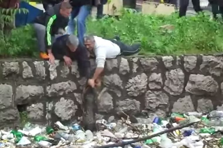 Spas u zadnji čas: Dramatično spasavanje psa iz reke Bosne (VIDEO)