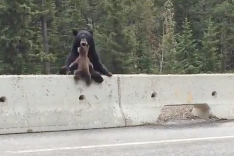 Hrabra mama medved spasava svoje mladunče na autoputu: Gde si krenuo? (VIDEO)
