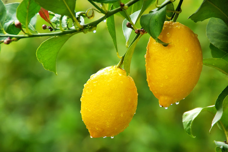 Miris Mediterana u vašem dvorištu: Uzgajite sami stablo limuna!