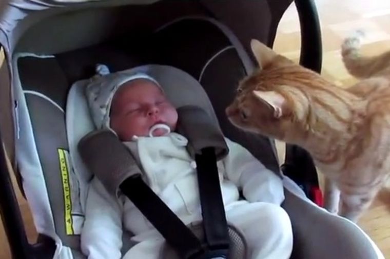 Kada maca prvi put ugleda bebu: Šta je ovo, otkud u mojoj kući? (VIDEO)