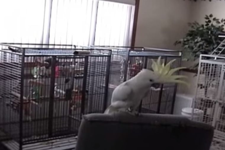 Ovakvog papagaja još niste videli: Oduševiće vas njegov ples! (VIDEO)