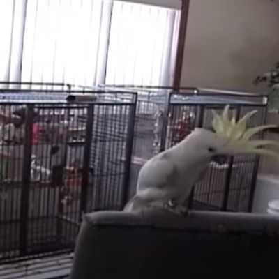 Ovakvog papagaja još niste videli: Oduševiće vas njegov ples! (VIDEO)