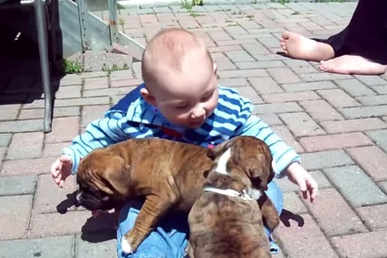 Najslađe 3 bebe koje ste videli: Prijateljstvo malog dečaka i štenaca boksera (VIDEO)