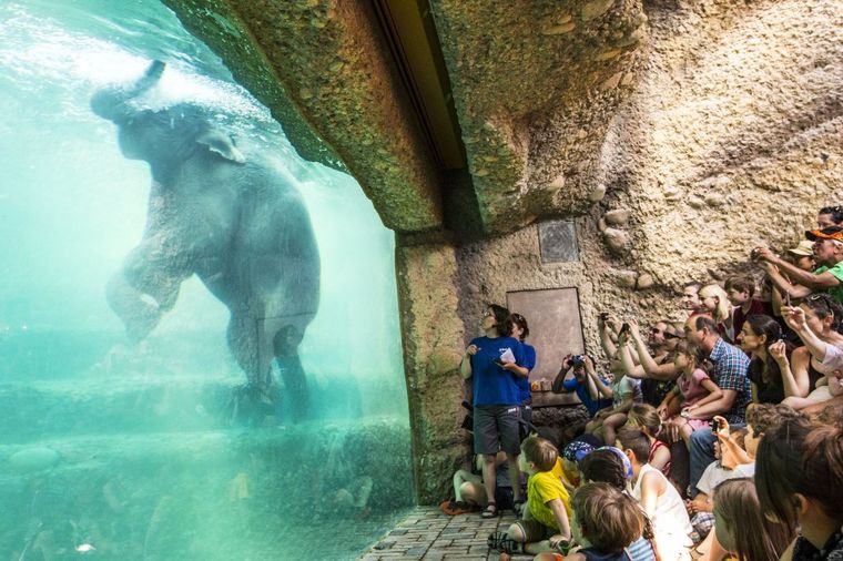 Podvodni prizor: Da li ste ikada videli slona kako pliva? (FOTO)