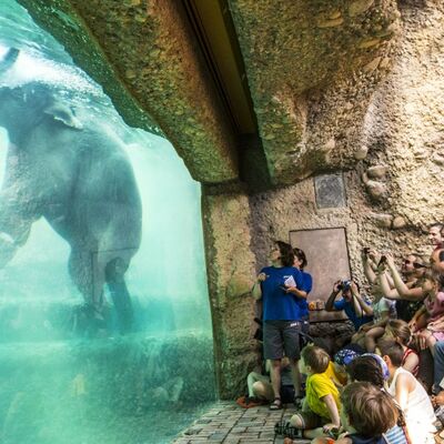 Podvodni prizor: Da li ste ikada videli slona kako pliva? (FOTO)