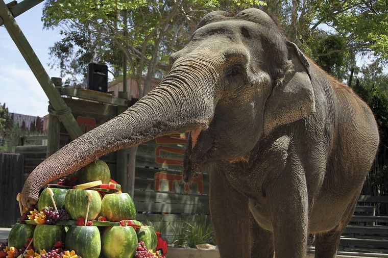 Trudna slonica mora na dijetu: Tes treba da smrša oko 230 kilograma