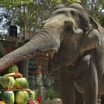 Trudna slonica mora na dijetu: Tes treba da smrša oko 230 kilograma