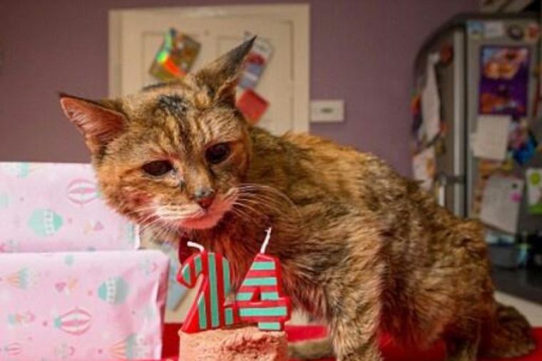Uginula najstarija maca na svetu: Popi je živela skoro dve i po decenije!