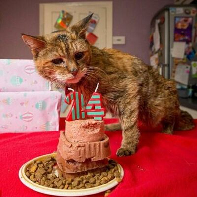 Uginula najstarija maca na svetu: Popi je živela skoro dve i po decenije!