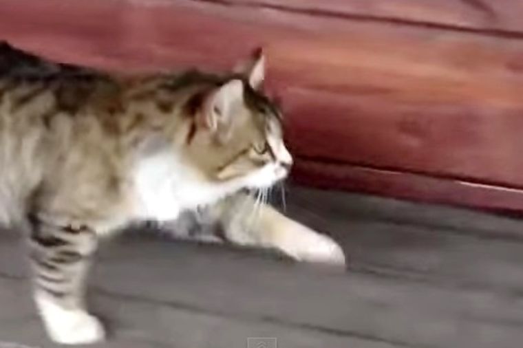Nasmejaće vas: Maca koja hoda kao dresirani konj! (VIDEO)