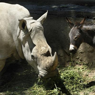 Manuela našla prijatelje: Ženka nosoroga i magarci najbolji drugari! (FOTO)