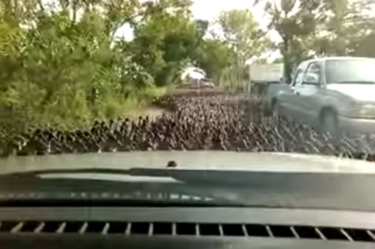 Ovo nikada niste videli: Stampedo pataka zaustavio saobraćaj! (VIDEO)