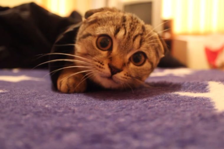 Najslađa igra žmurke: Ovoj maci je za dobru zabavu potrebno jako malo! (VIDEO)