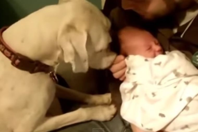 Upoznavanje beba i kućnih ljubimaca koje će vas oduševiti! (VIDEO)