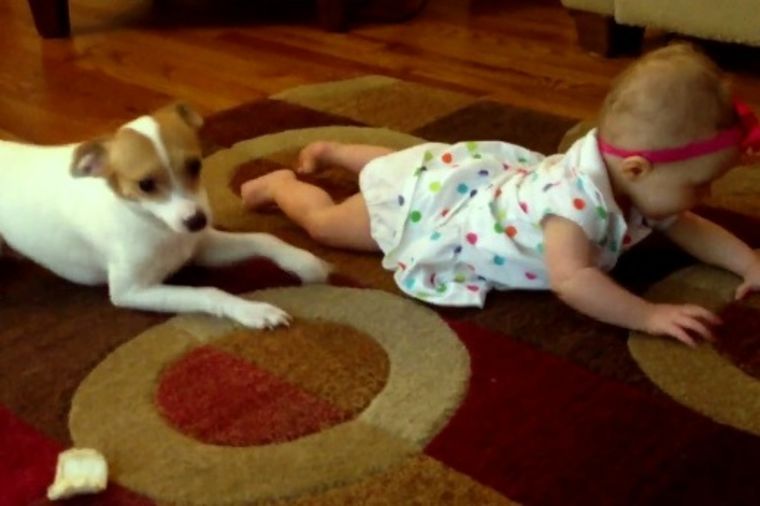 Ko će brže, ko će bolje: Pas uči bebu da puže! (VIDEO)