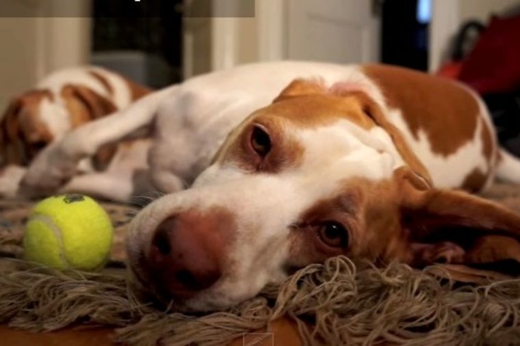 Nije znao šta ga je snašlo: Kako je pas reagovao na rođendansko iznenađenje! (VIDEO)