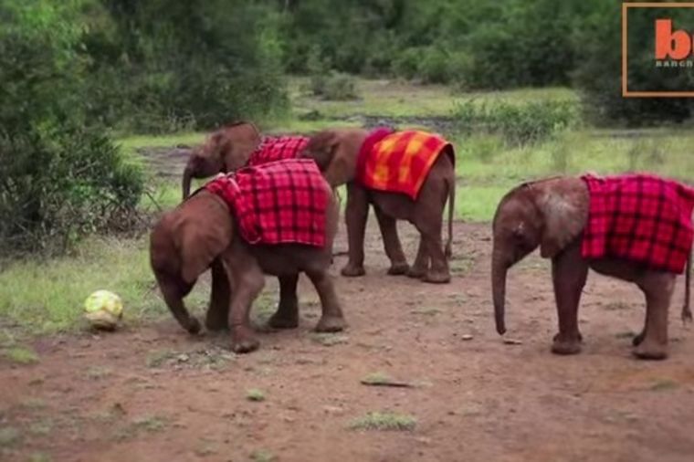 Fudbal na malo drugačiji način: Kada slonče zaigra! (VIDEO)