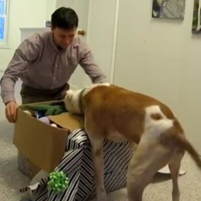 Pas pobedio zloćudnu bolest: Vlasnik mu priredio rođendansko iznenađenje za pamćenje! (VIDEO)