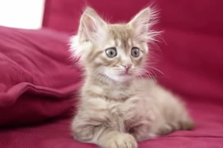 Pogled koji greje i najhladnija srca: Upoznajte najtužnije mace na svetu (VIDEO)