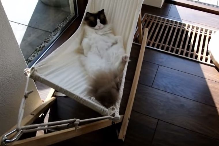 Najsmešnija borba ikada: Maca ne može da izađe na kraj sa ležaljkom (VIDEO)
