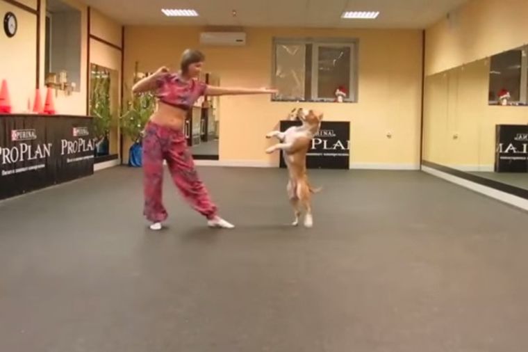 Ples razigranog psa uz indijsku muziku: Nepogrešivo je naučio komplikovanu koreografiju! (VIDEO)