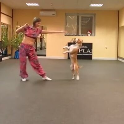 Ples razigranog psa uz indijsku muziku: Nepogrešivo je naučio komplikovanu koreografiju! (VIDEO)