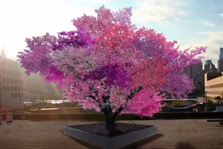 I to je moguće: Magično drvo daje 40 različitih voćki! (FOTO)