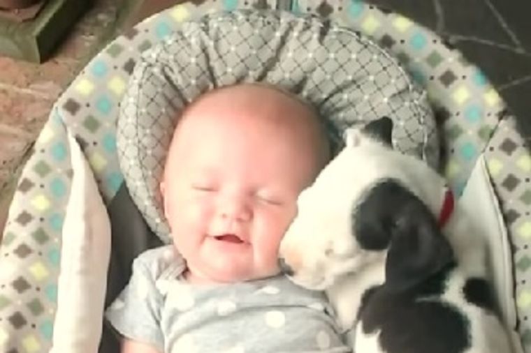 Video koji će vas raznežiti: Neverovatna ljubav bebe i šteneta pitbula! (VIDEO)
