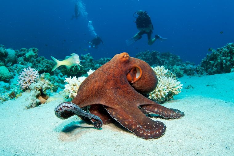 Fascinantno otkriće: Hobotnice vide kožom!
