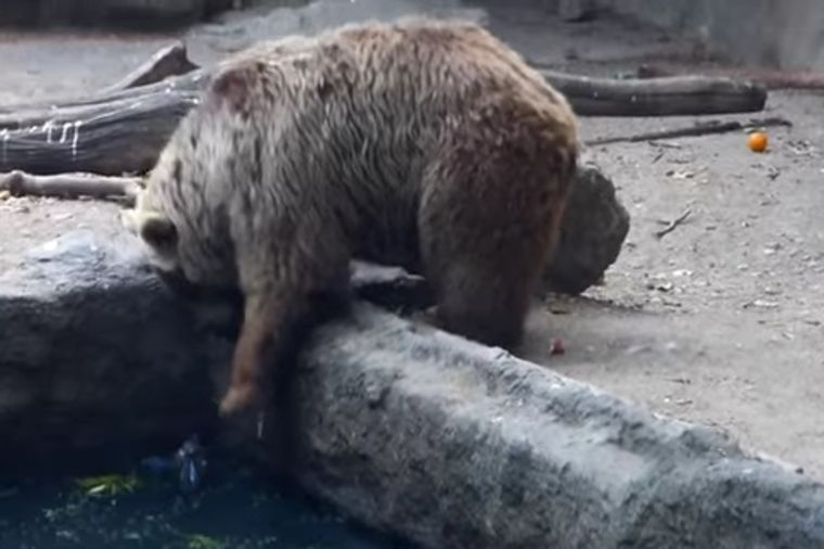 Nežna strana divlje životinje: Medved spasao vranu od davljenja u njegovom bazenu! (VIDEO)
