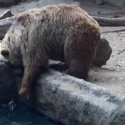 Nežna strana divlje životinje: Medved spasao vranu od davljenja u njegovom bazenu! (VIDEO)