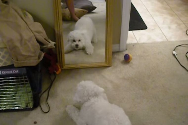 Najnoviji internet hit: Preslatka borba psa i ogledala! (VIDEO)