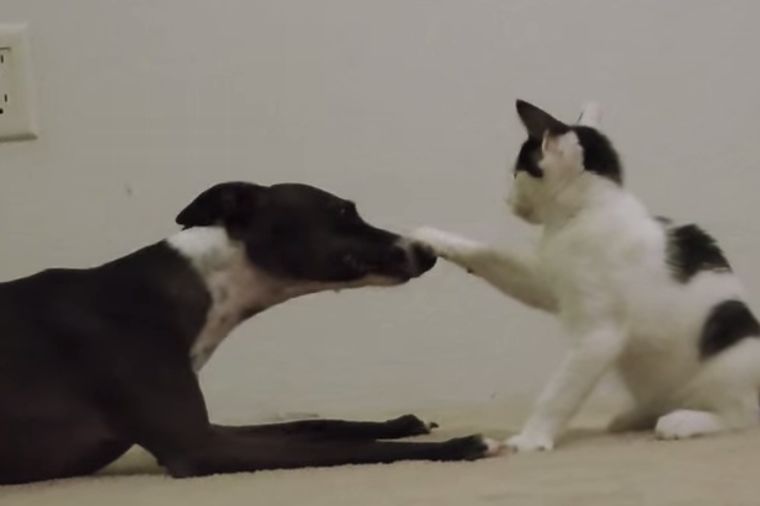 Hrt poludeo od sreće i poručio maci: Uhvati me ako možeš! (VIDEO)