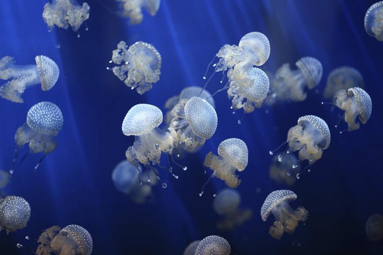 U Australiji otkrivena nova smrtonosna meduza