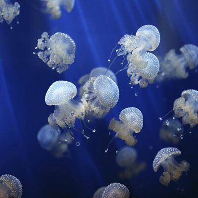 U Australiji otkrivena nova smrtonosna meduza