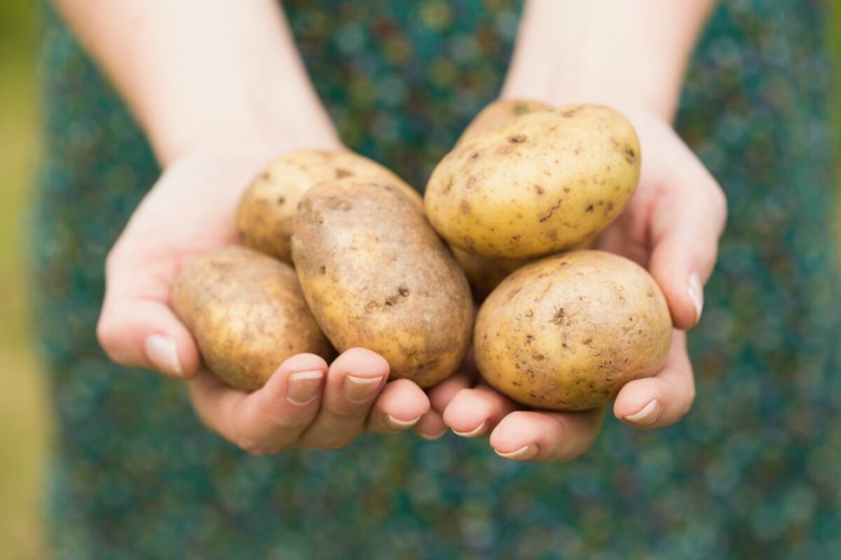 В картофеле есть вода. Картофель. Картофель в руках. Картошка в руке. Картофель красивый.
