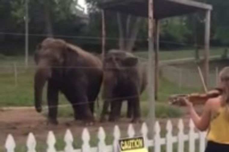 Definitivno imaju sluha: Slonice zaplesale uz Bahovu muziku! (VIDEO)