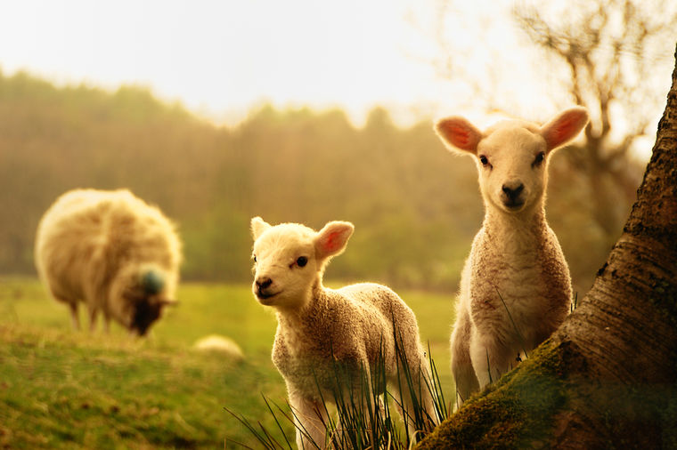 Otkrivena misterija: Kako jedan pas kontroliše stotine ovaca