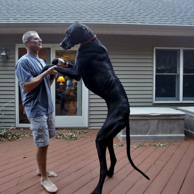Najviši pas na svetu (112 cm) uginuo neposredno pred svoj 6. rođendan (FOTO)