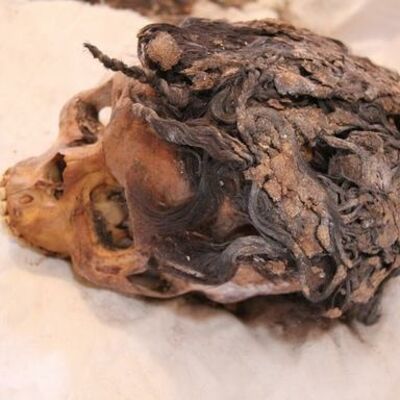 Nadogradnja kose potiče od pre 3 hiljade godina: Pronađena lobanja sa 70 umetaka! (FOTO)