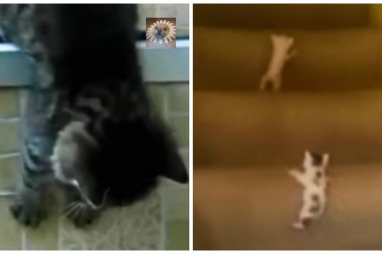 Mačići protiv gravitacije: Ni urnebesni padovi ih nisu sprečili da savladaju stepenice! (VIDEO)