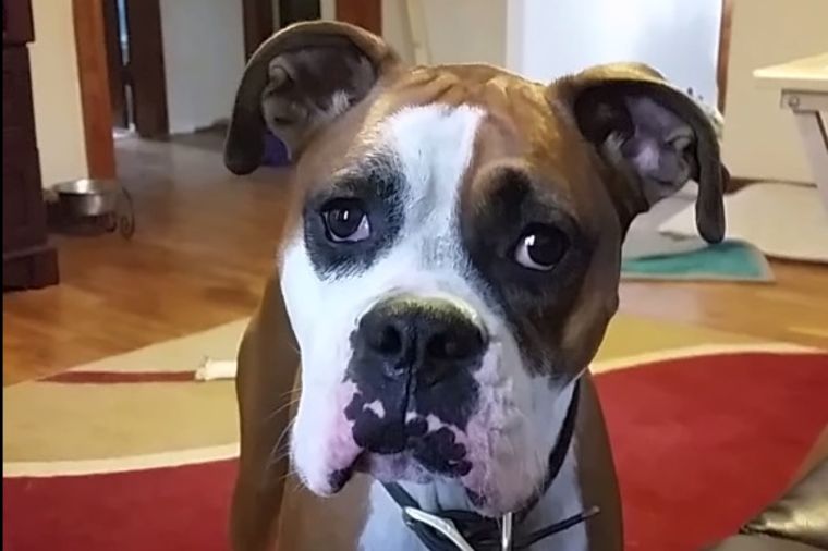 Upornost koja će vas oduševiti: Ovaj pas je sve pokušao da bi se popeo na novi kauč! (VIDEO)