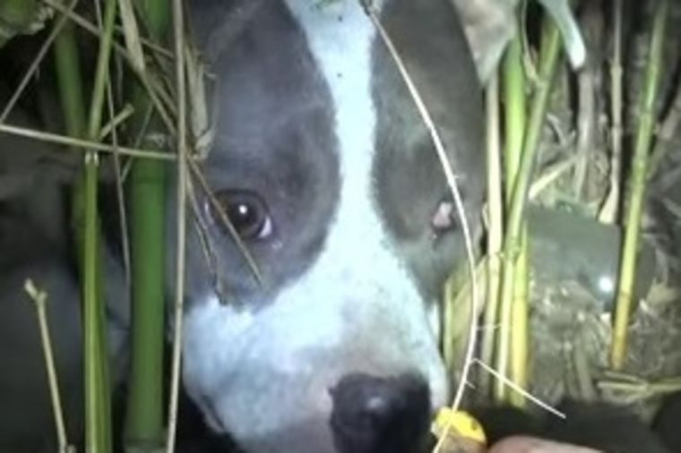 Majčinski instinkt: Povređeni pas ne želi da napusti svoje mladunce! (VIDEO)