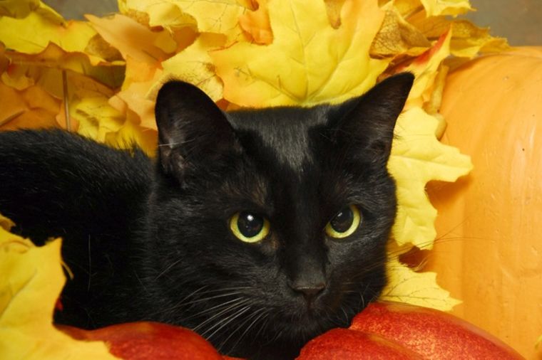 Crna mačka napada: Zgrožena svojim izgledom! (VIDEO)
