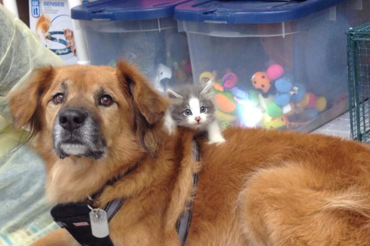 Čudo od psa: Preživeo uragan, a sada pomaže drugim životinjama! (FOTO)